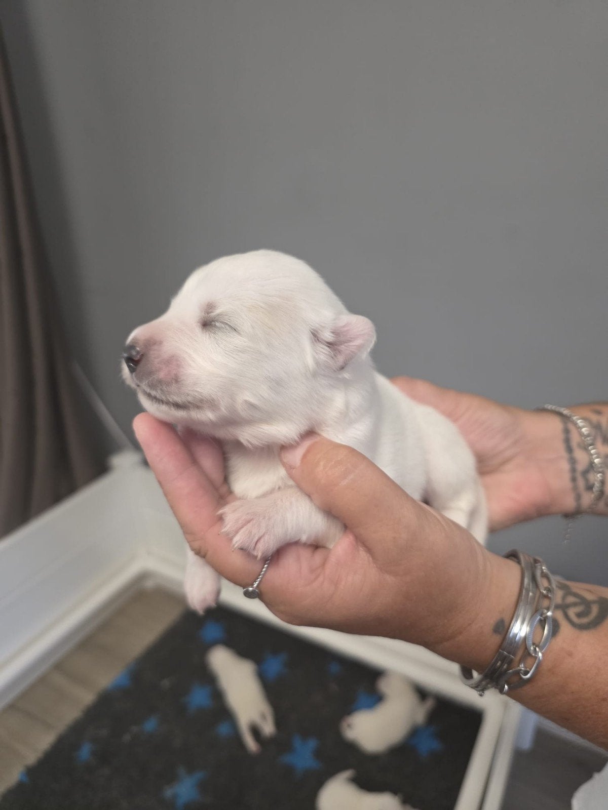 pups samojeed x, 8 tot 15 weken, Poolhond, Meerdere, Meerdere dieren