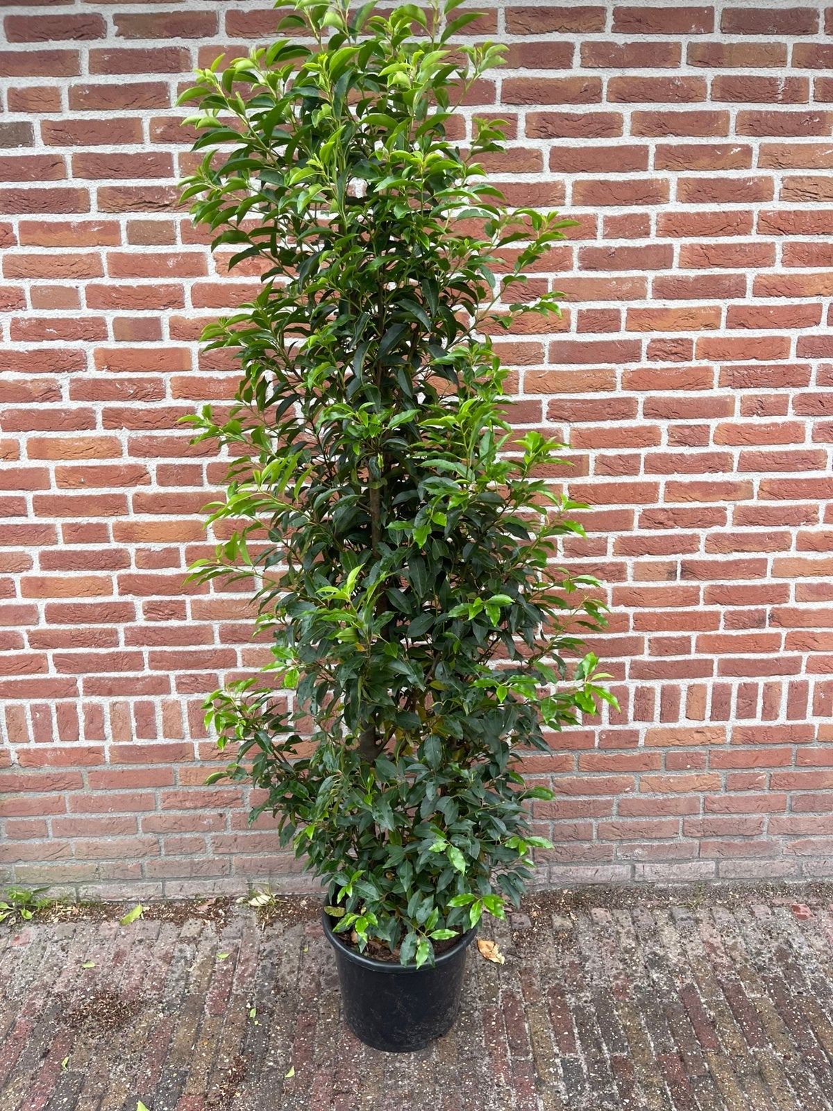Portugese laurier prunus lusitanica angustifolia, Ophalen of Verzenden, Laurier, 100 tot 250 cm
