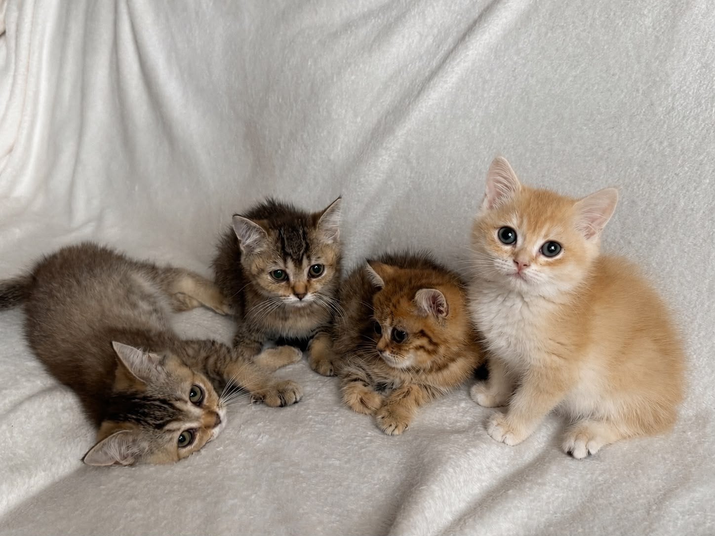 Britse korthaar kittens/raszuivere, Dieren en Toebehoren, Kater, Gechipt