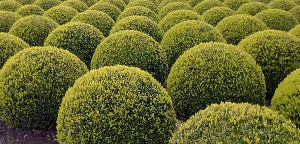 Buxus Sempervirens bolvormen in diverse maten, Ophalen, Bloeit niet, Overige soorten, Halfschaduw