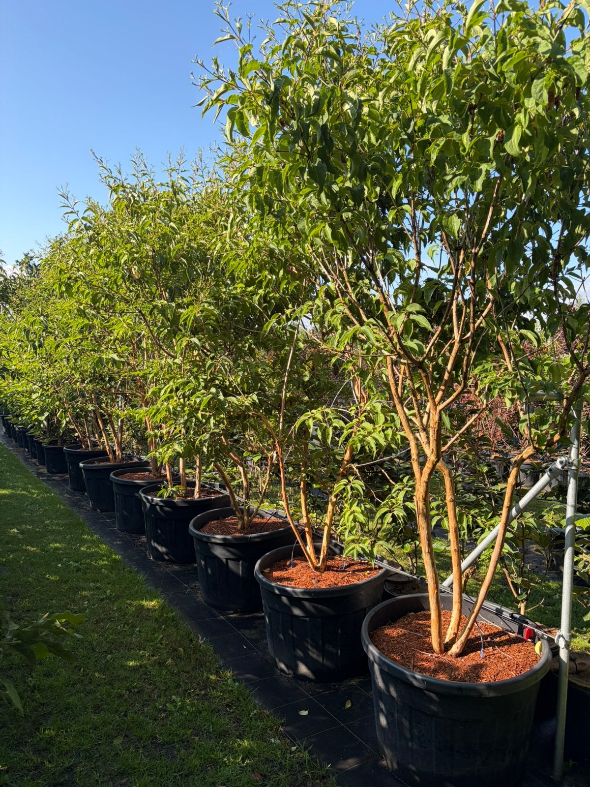 Heptacodium zevenzonenboom in pot leverbaar tot 300 cm, Ophalen, Overige soorten, Struik