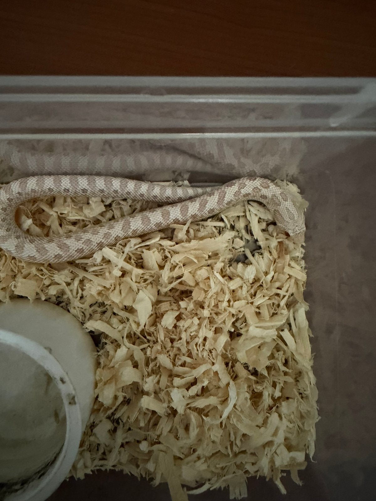 Haakneus snow vrouw Hognose Snake photo 2