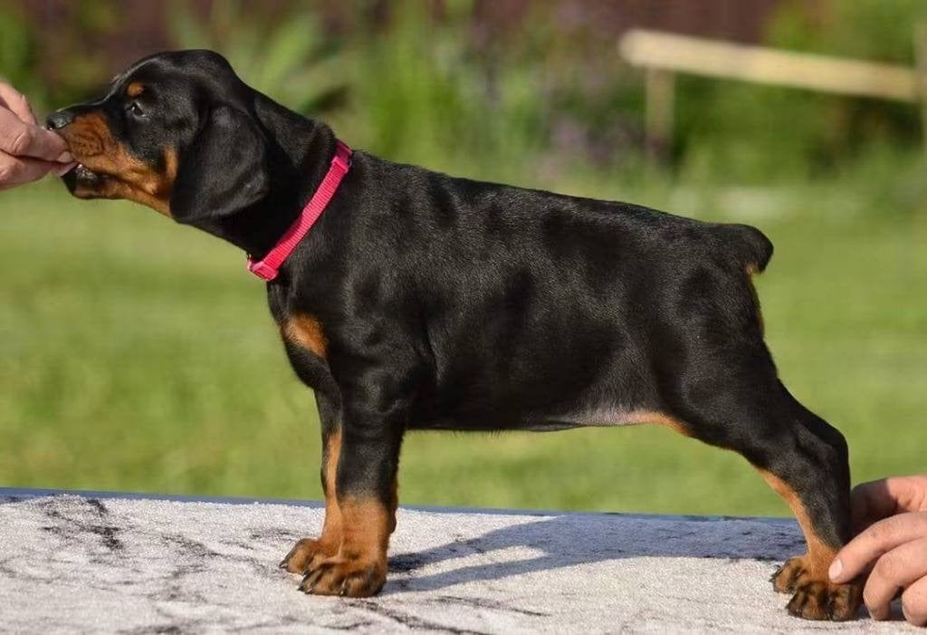 Doberman, Fokker | Hobbymatig, Overige rassen, Buitenland, Teef
