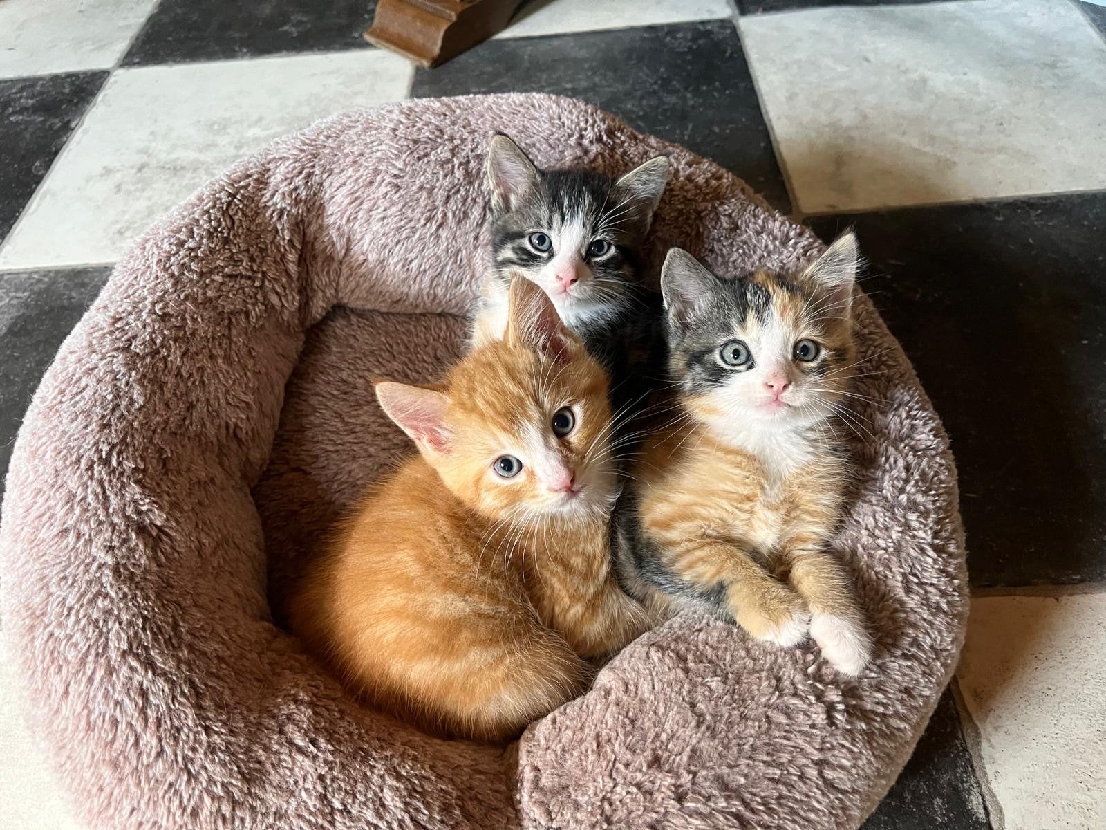 Te koop lieve kittens, Dieren en Toebehoren, Meerdere dieren, Kortharig, 0 tot 2 jaar