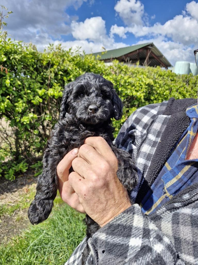 Labradoodle pups te koop, Dieren en Toebehoren, Honden | Retrievers, Spaniëls en Waterhonden, Overige rassen, 8 tot 15 weken, Parvo