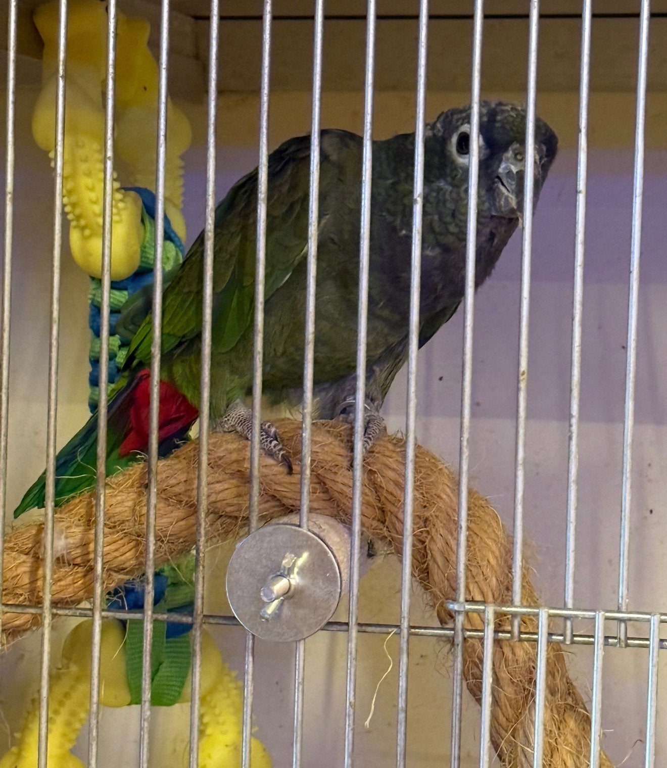 Aanbieding !! 300€ Tamme Pionus maximiliani volledig getest, Dieren en Toebehoren, Vogels | Parkieten en Papegaaien, Mannelijk