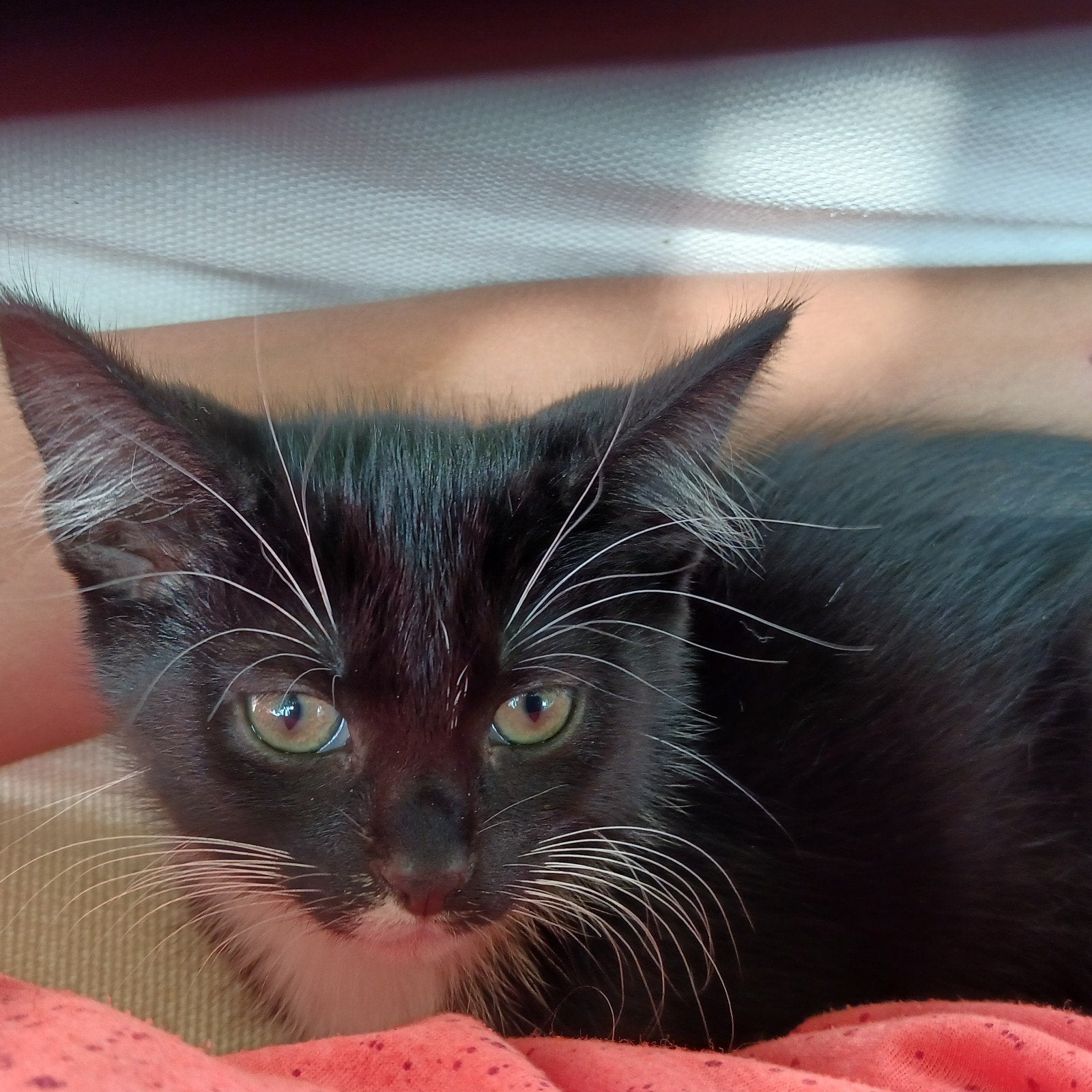 Boerderij kittens te koop, Dieren en Toebehoren, Kater, Kortharig, 0 tot 2 jaar