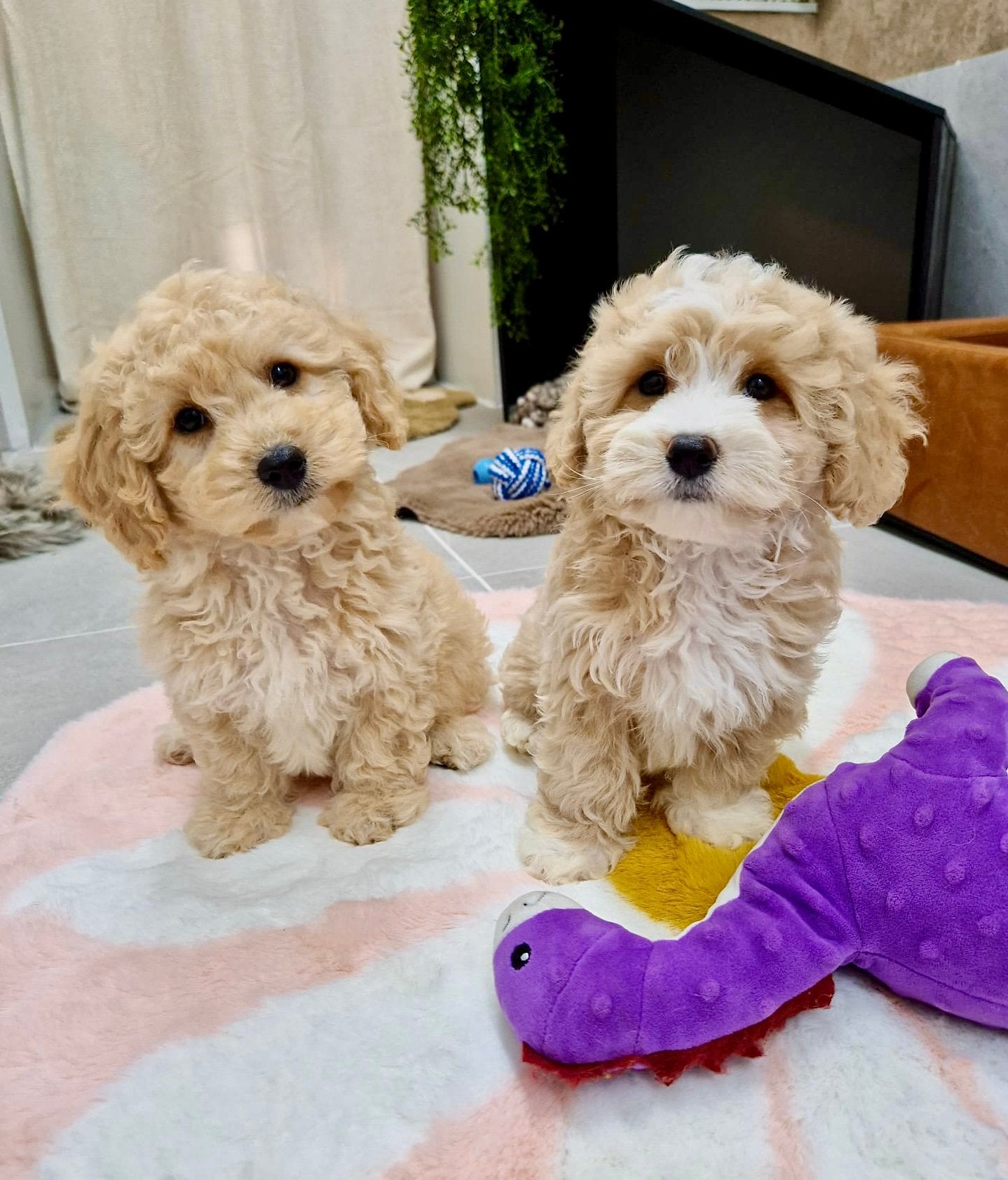 Prachtige boomer x toy poedel pups, Parvo, Nederland, Overige rassen, 8 tot 15 weken