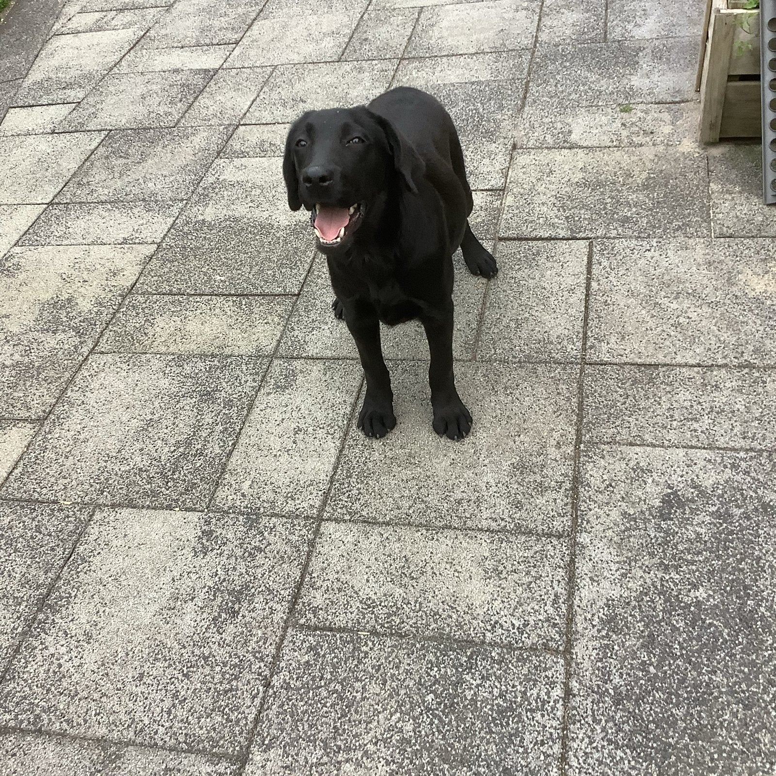 Lieve  labrador met stamboom  van HD en ED vrije ouders, 15 weken tot 1 jaar, Reu, Labrador retriever, Parvo