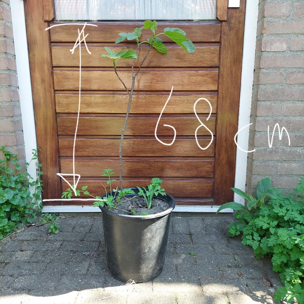 Vijgenboom biologisch Brown Turkey, Bloeit niet, Overige soorten, 100 tot 250 cm, Ophalen