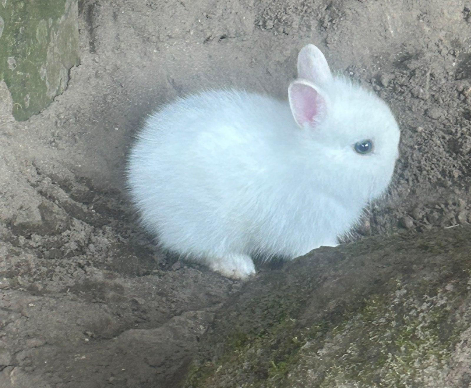 Konijnen met konijnenhok, Vrouwelijk