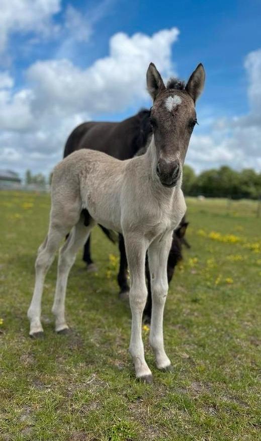 Diverse ponys te koop. Ijslander en kruisingen., Minder dan 160 cm, Met stamboom, 3 tot 6 jaar, Onbeleerd