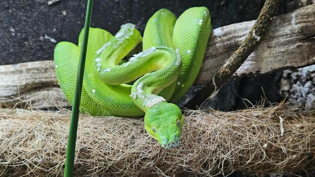Morelia viridis aru, Dieren en Toebehoren, Reptielen en Amfibieën, Slang, Met terrarium, 3 tot 6 jaar