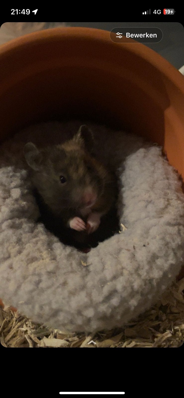 Goudhamster, Dieren en Toebehoren, Knaagdieren, Vrouwelijk, Hamster, April, Tam