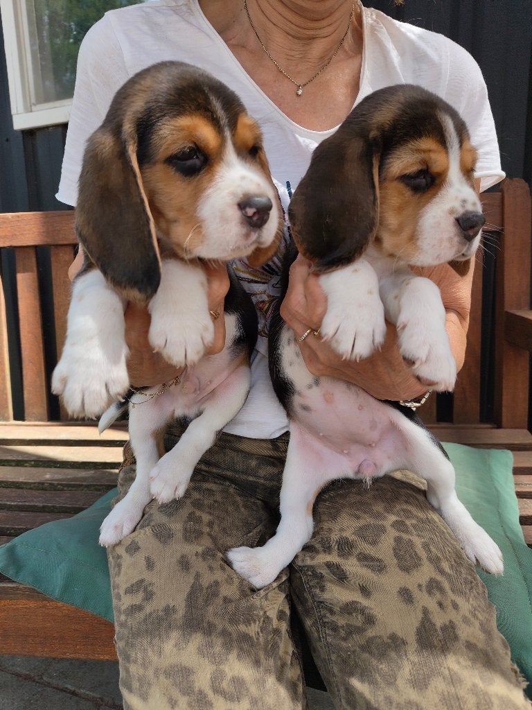 Prachtige Beagle Pups aangeboden, Beagle, 8 tot 15 weken, Parvo, Meerdere