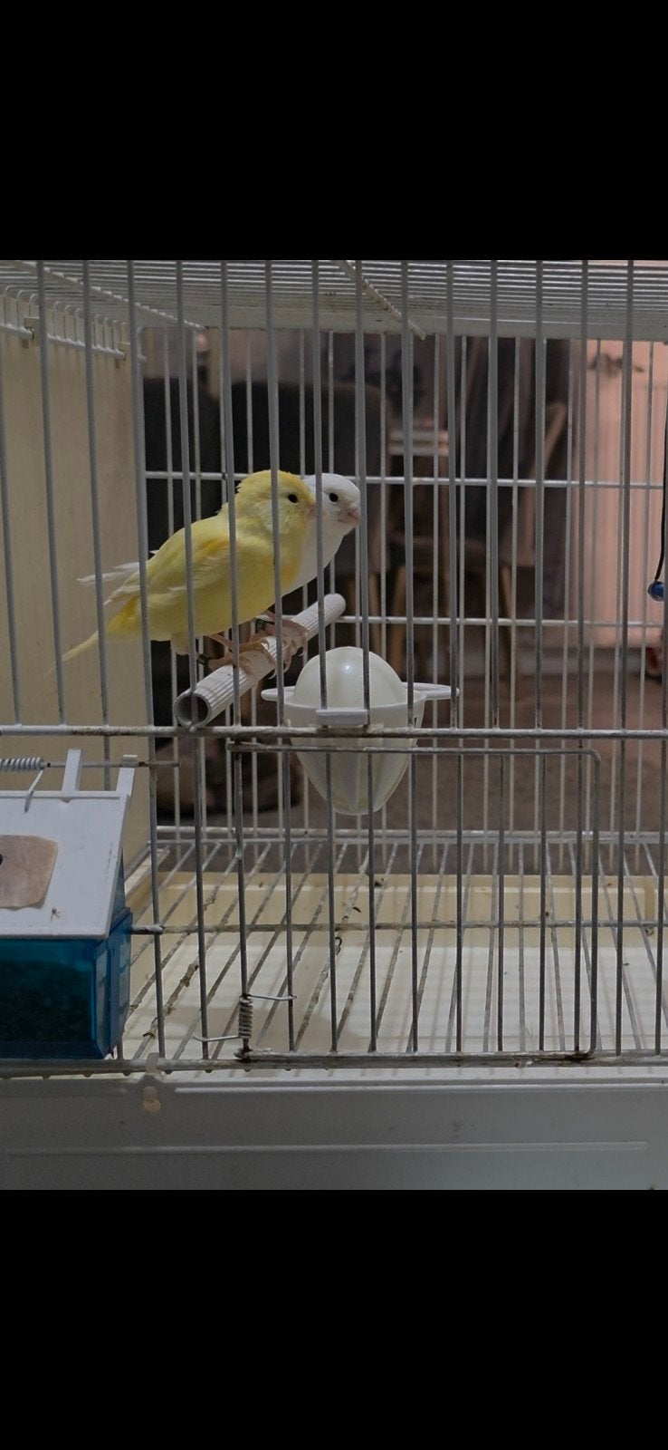 These two beautiful birds are beautiful birds of the kind an