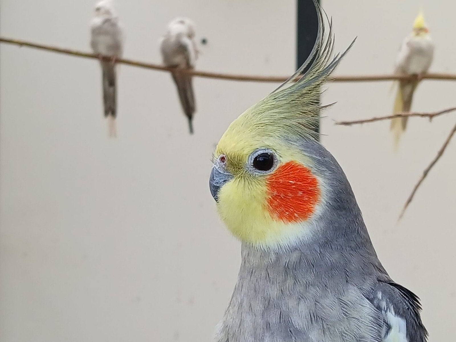 Valkparkiet wildkleur, Dieren en Toebehoren, Mannelijk, Parkiet
