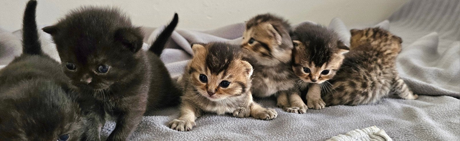 Schattig britse korthaar kittens, Meerdere dieren, Ontwormd, 0 tot 2 jaar