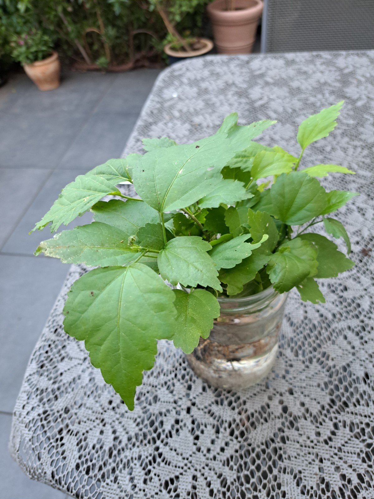 zaailingen hibiscus, Ophalen, Overige soorten, Volle zon
