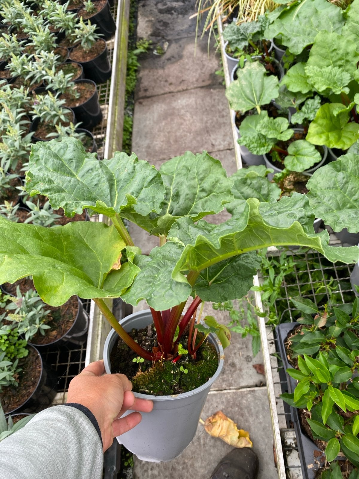 Rabarberplant - Vers en Klaar om te Planten, Tuin en Terras, Planten | Tuinplanten, Ophalen, Volle zon, Bloeit niet, Groenteplanten