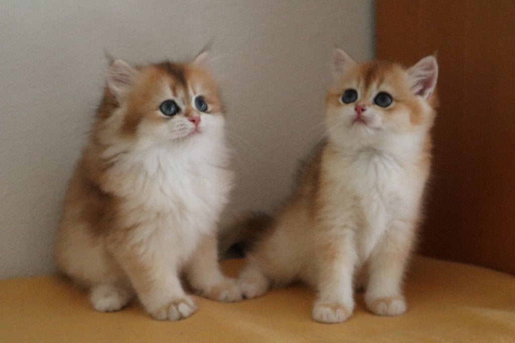 Twee prachtige Golden Shaded poesjes, Poes, Ontwormd, 0 tot 2 jaar