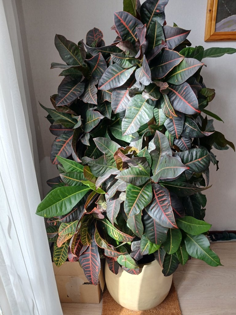 Croton kamerplant groot 148 cm, Ophalen, 100 tot 150 cm, Overige soorten, Halfschaduw