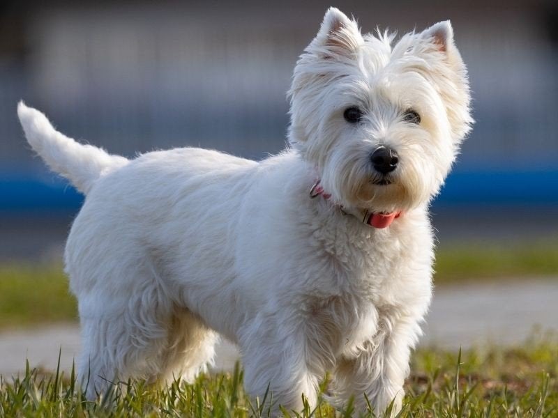 Gezocht: Westie (West Highland White Terrier), Ophalen of Verzenden