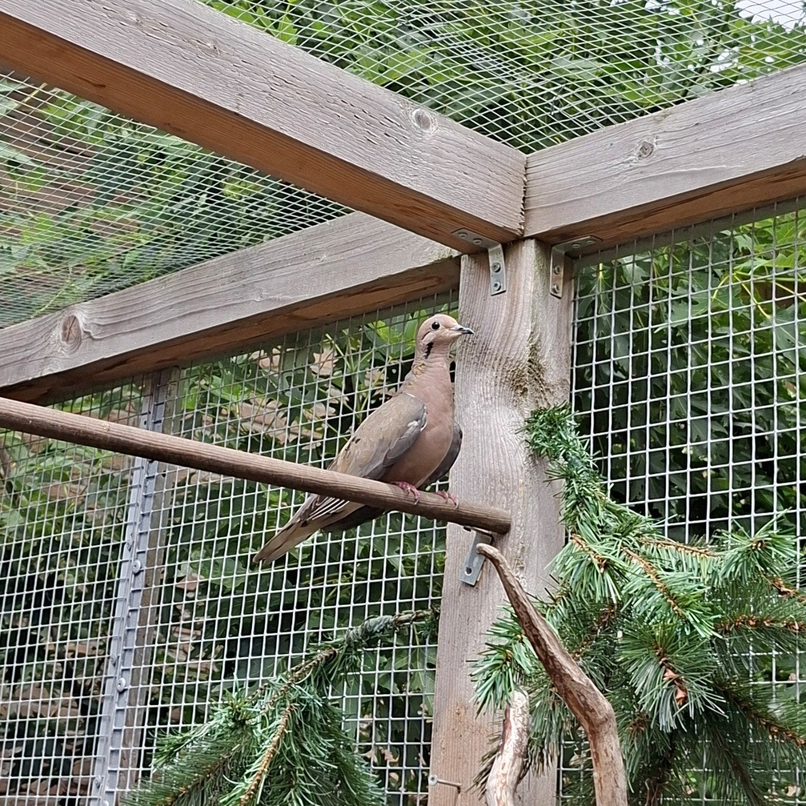Oorvlek duif, Dieren en Toebehoren, Mannelijk