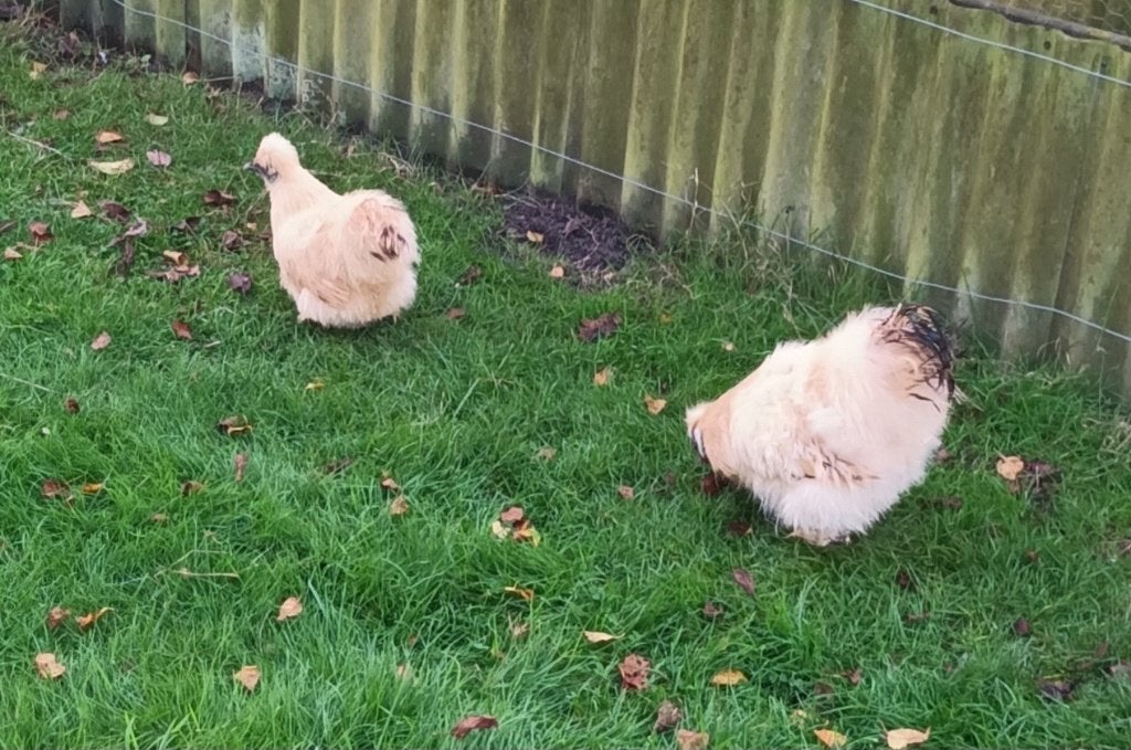 Zijdehoen, Meerdere dieren, Kip