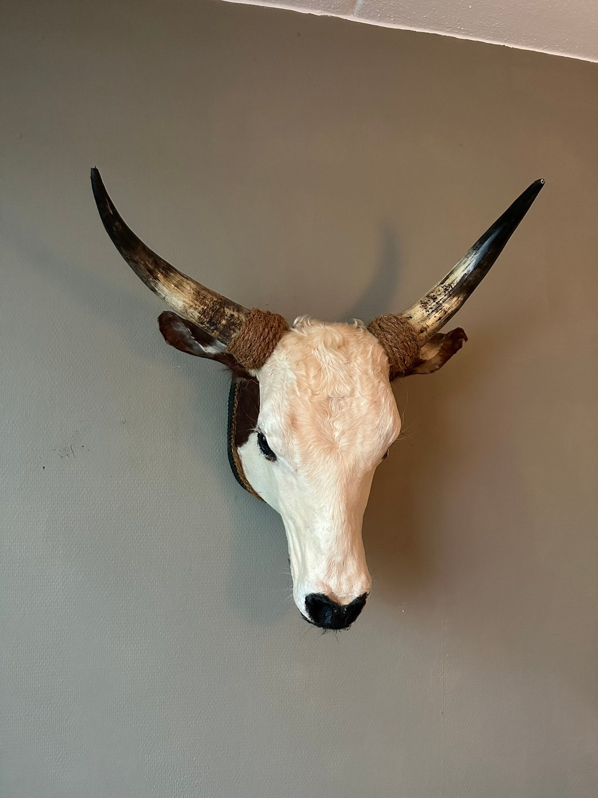Opgezet rund koe stier taxidermie mancave, Ophalen of Verzenden, Zo goed als nieuw, Opgezet dier