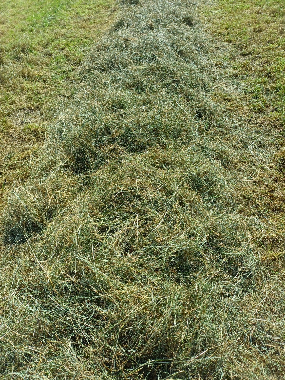 Kleine ronde hooibalen, Ophalen of Verzenden, Vee