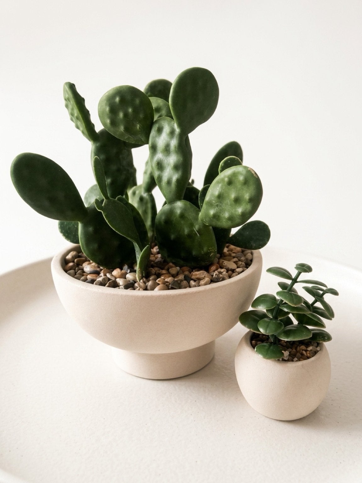 Decoratieve Cactus & Vetplant Set in Potten, Overige soorten, Volle zon, Vaste plant, Ophalen of Verzenden