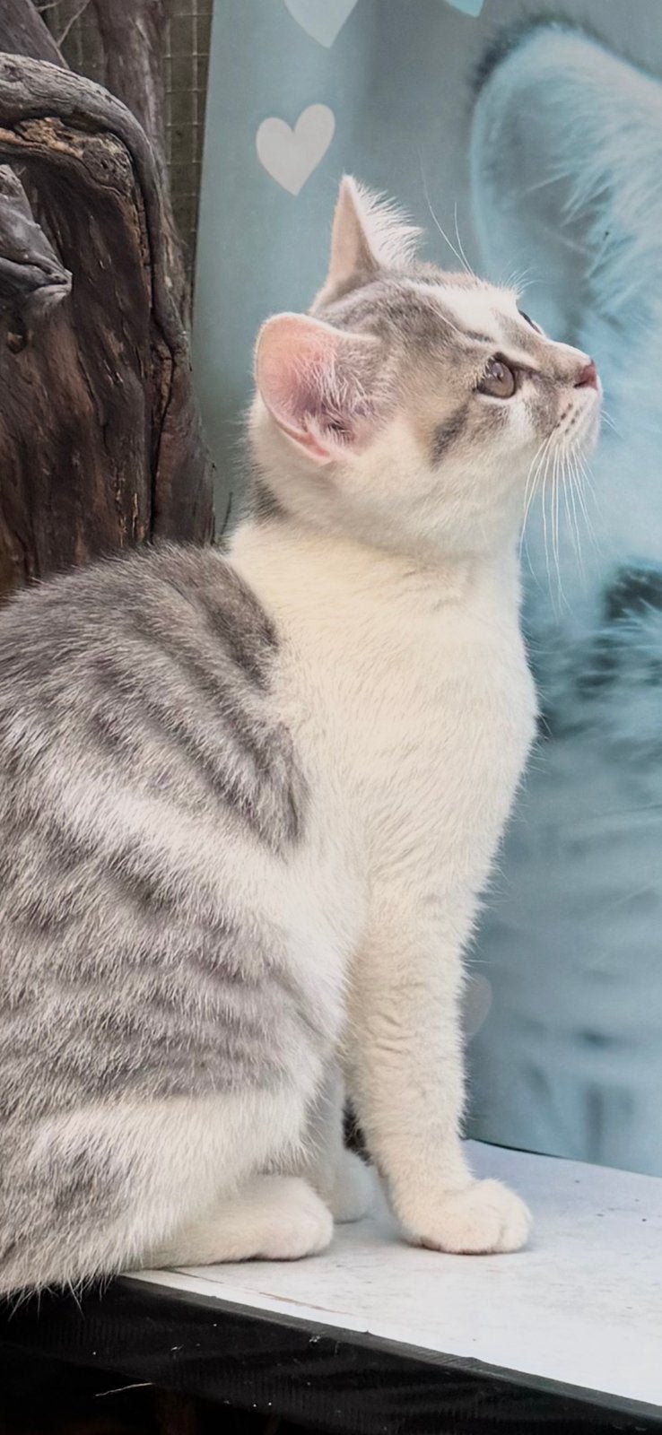 Brits korthaar mix angora, Dieren en Toebehoren, Katten en Kittens | Dekkaters