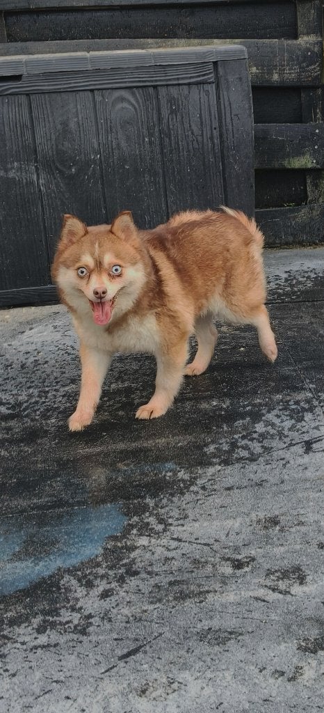 Mooie pomsky teef te koop, Dieren en Toebehoren, Honden | Poolhonden, Keeshonden en Oertypen, Parvo, Teef, Poolhond, Eén hond