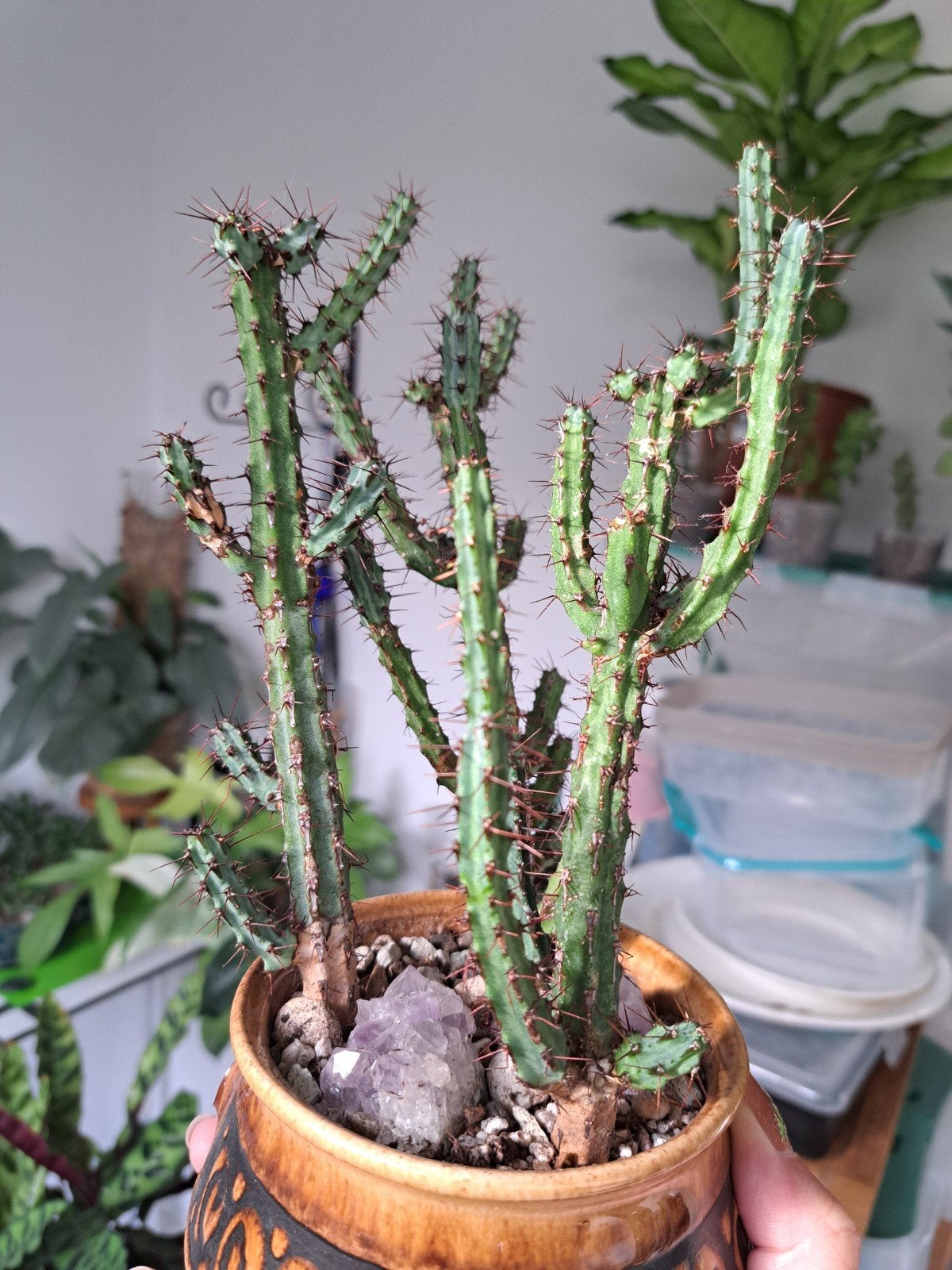 Plant Euphorbia Louwii, Ophalen, Vetplant, Minder dan 100 cm, Volle zon