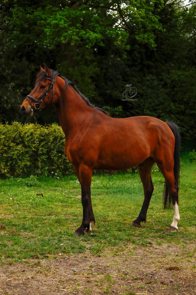Lieve 5 jarige ruin met potentie, Dieren en Toebehoren, Paarden, Springpaard, Minder dan 160 cm, Met stamboom, Ruin