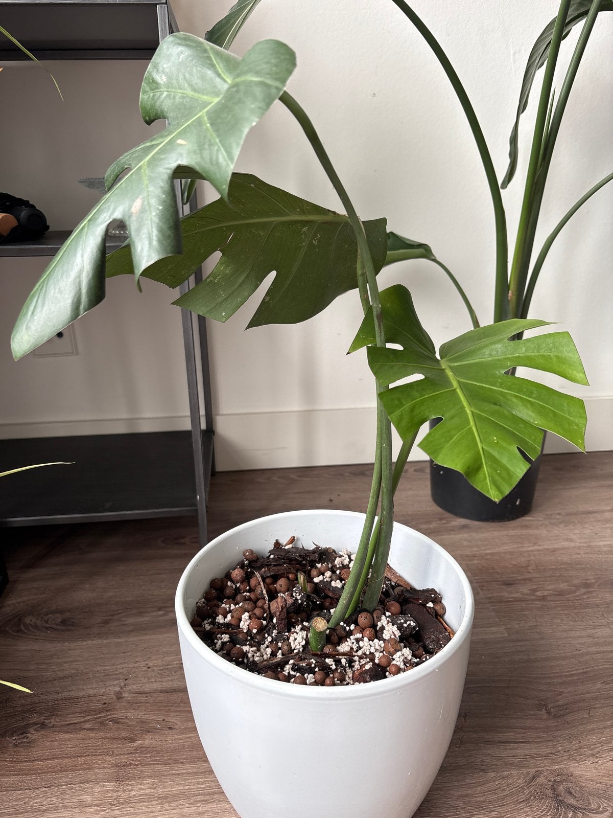 Monstera Deliciosa in witte keramische pot, Ophalen, Overige soorten, Halfschaduw, In pot