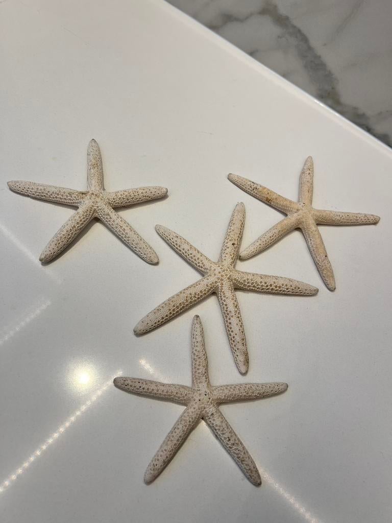 4 X PRACHTIGE OUDE FOSSIEL ZEESTERREN ZEESTER, Verzamelen, Ophalen of Verzenden, Zo goed als nieuw