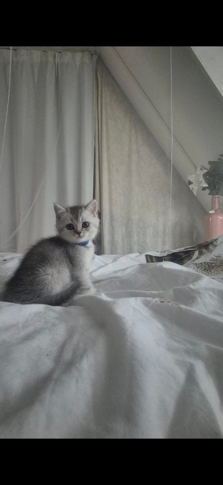 Lieve, sociale, zinnelijke britse korthaar kittens, Meerdere dieren