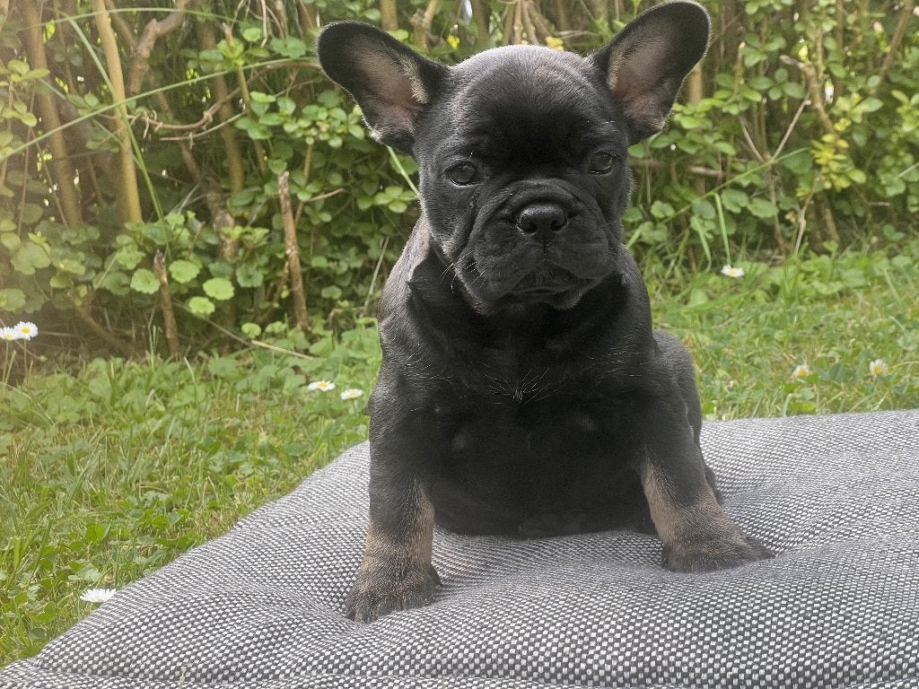 Franse Bulletjes, 8 tot 15 weken, Parvo, Bulldog, Meerdere