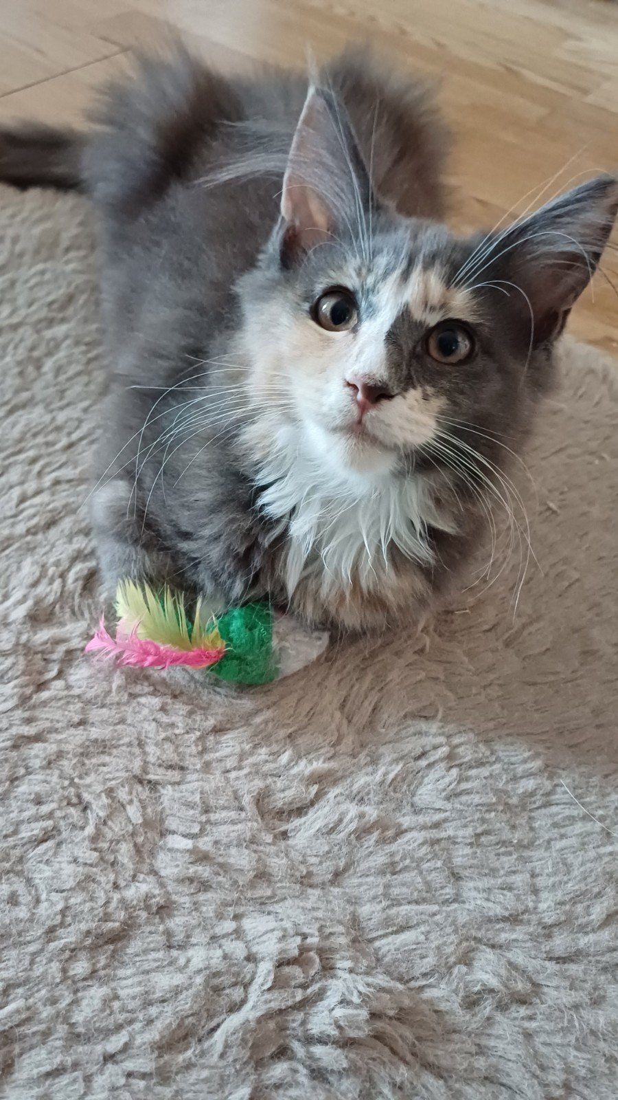 maine coon kittens  mogen nu verhuizen, Dieren en Toebehoren, Katten en Kittens | Raskatten | Langhaar, Meerdere dieren, Gechipt