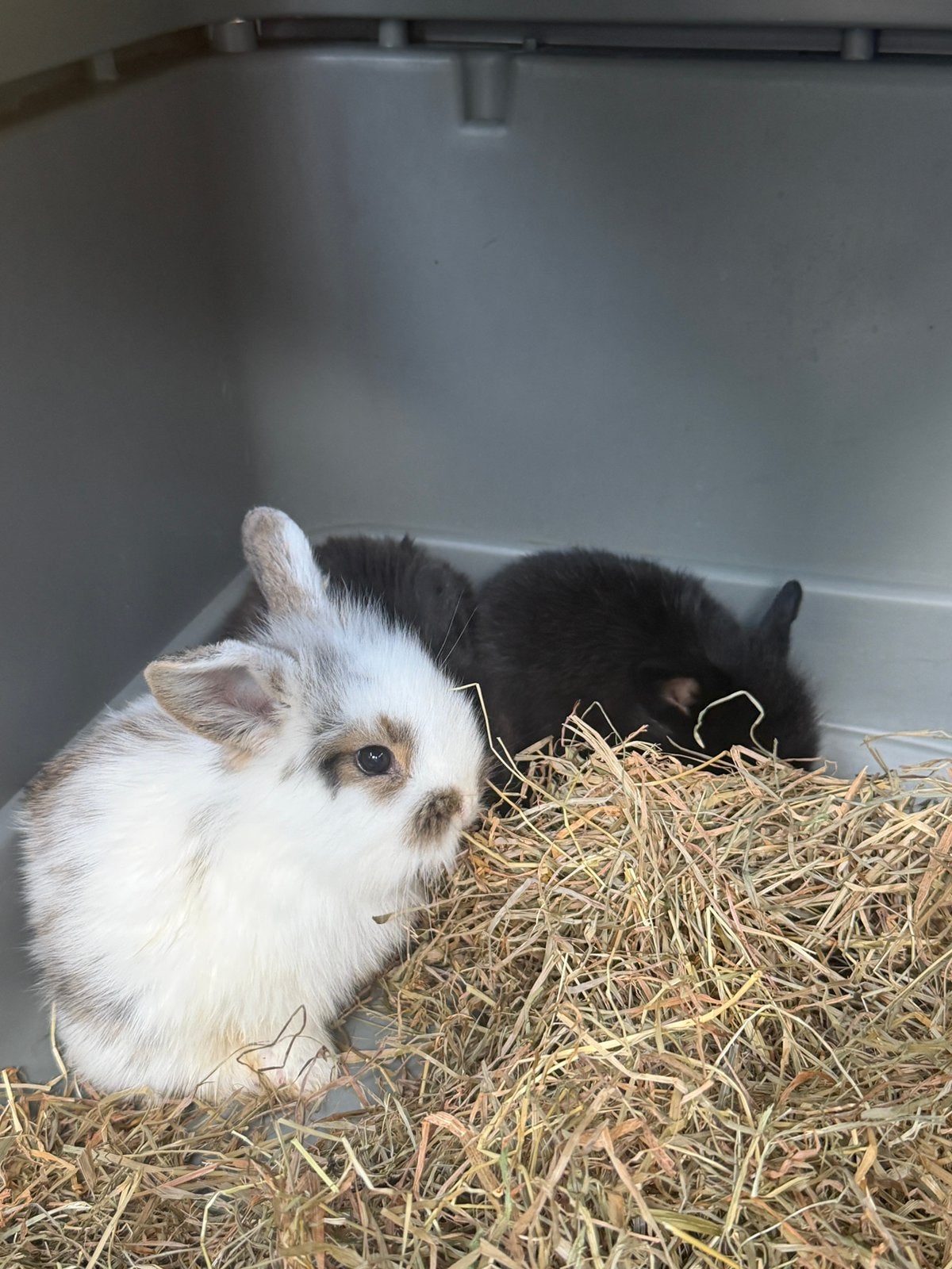 Konijntjes, Dieren en Toebehoren, Konijnen, Meerdere dieren