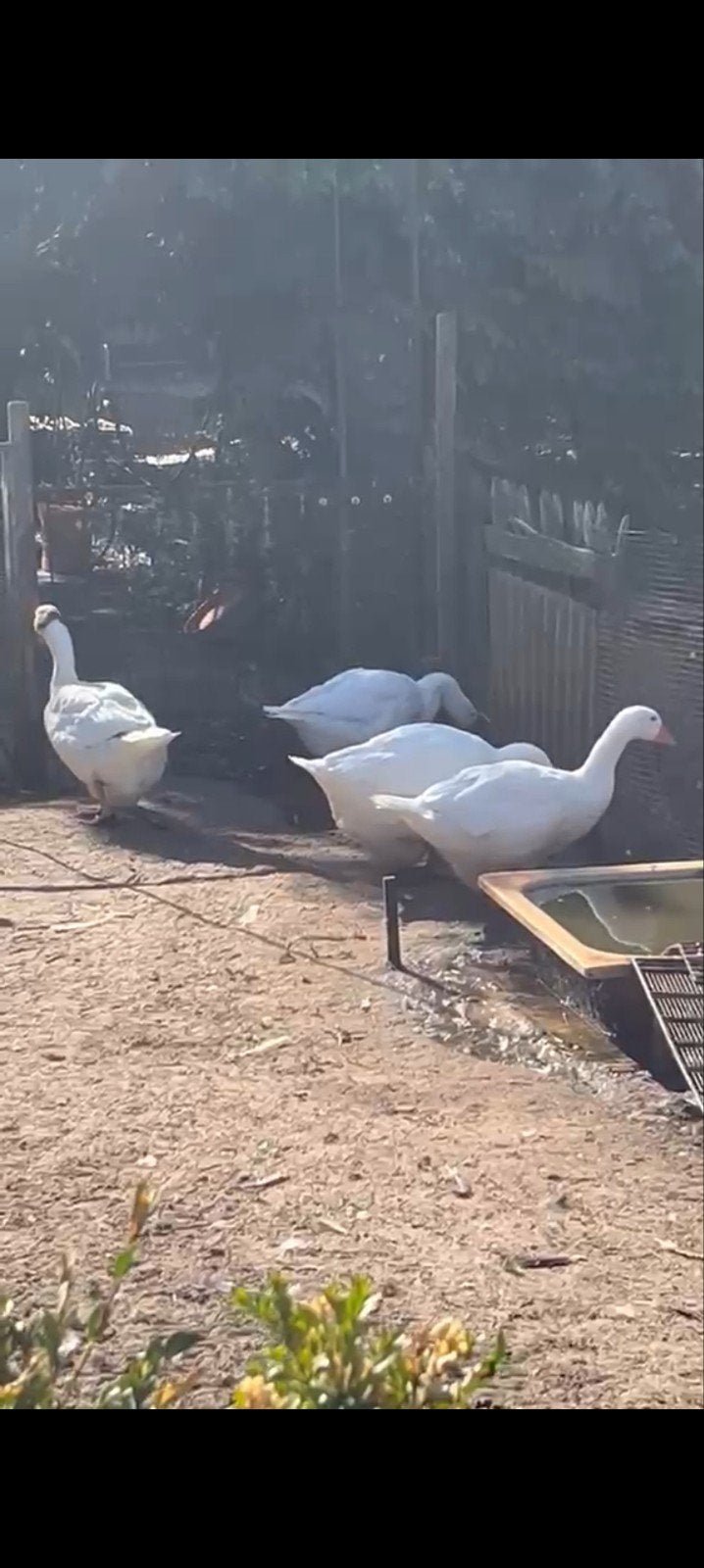 4 Volwassen Ganzen, Dieren en Toebehoren, Pluimvee, Meerdere dieren, Gans of Zwaan