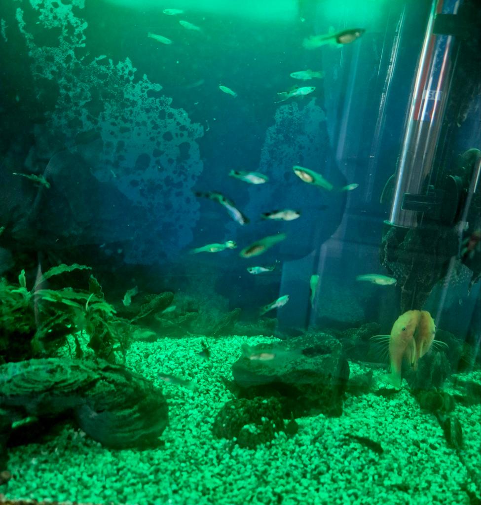 Gratis diverse Guppies, mannetjes en vrouwtjes., Vis