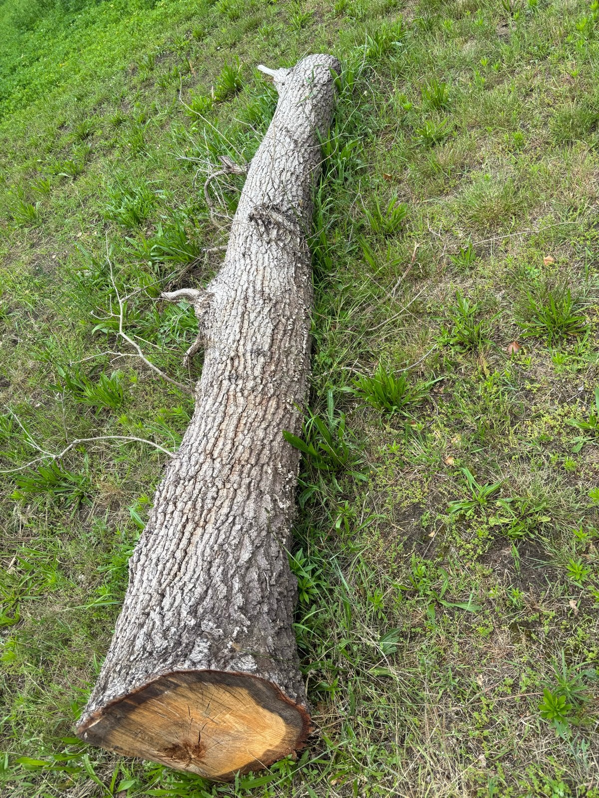 Grote eiken boomstam voor brandhout of decoratie, Tuin en Terras, Haardhout, Minder dan 3 m³, Ophalen, Eikenhout, Stammen
