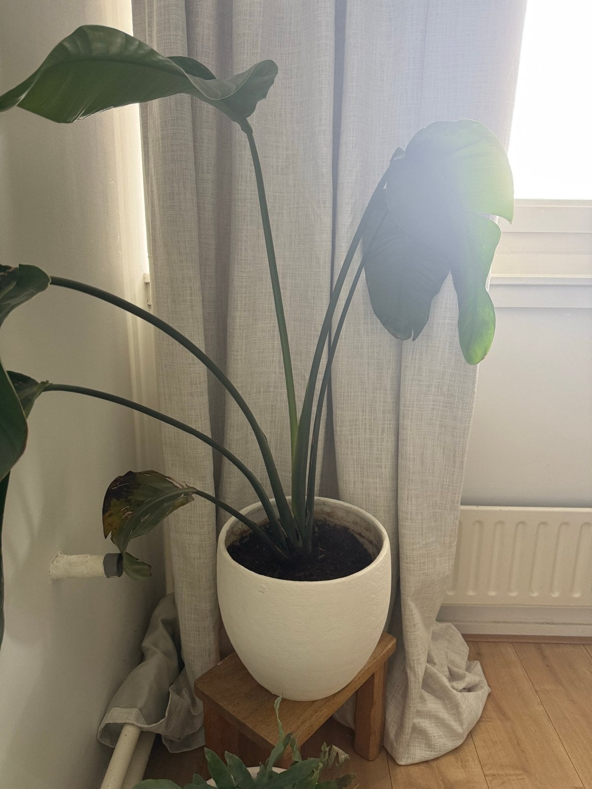 Strelitzia Nicolai (Paradijsvogelplant) incl pot, Huis en Inrichting, Ophalen, Overige soorten, In pot, 150 tot 200 cm