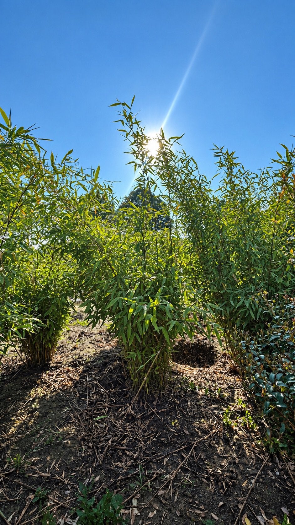 Diverse soorten Fargesia - Bamboe in maten leverbaar, Tuin en Terras, Ophalen of Verzenden