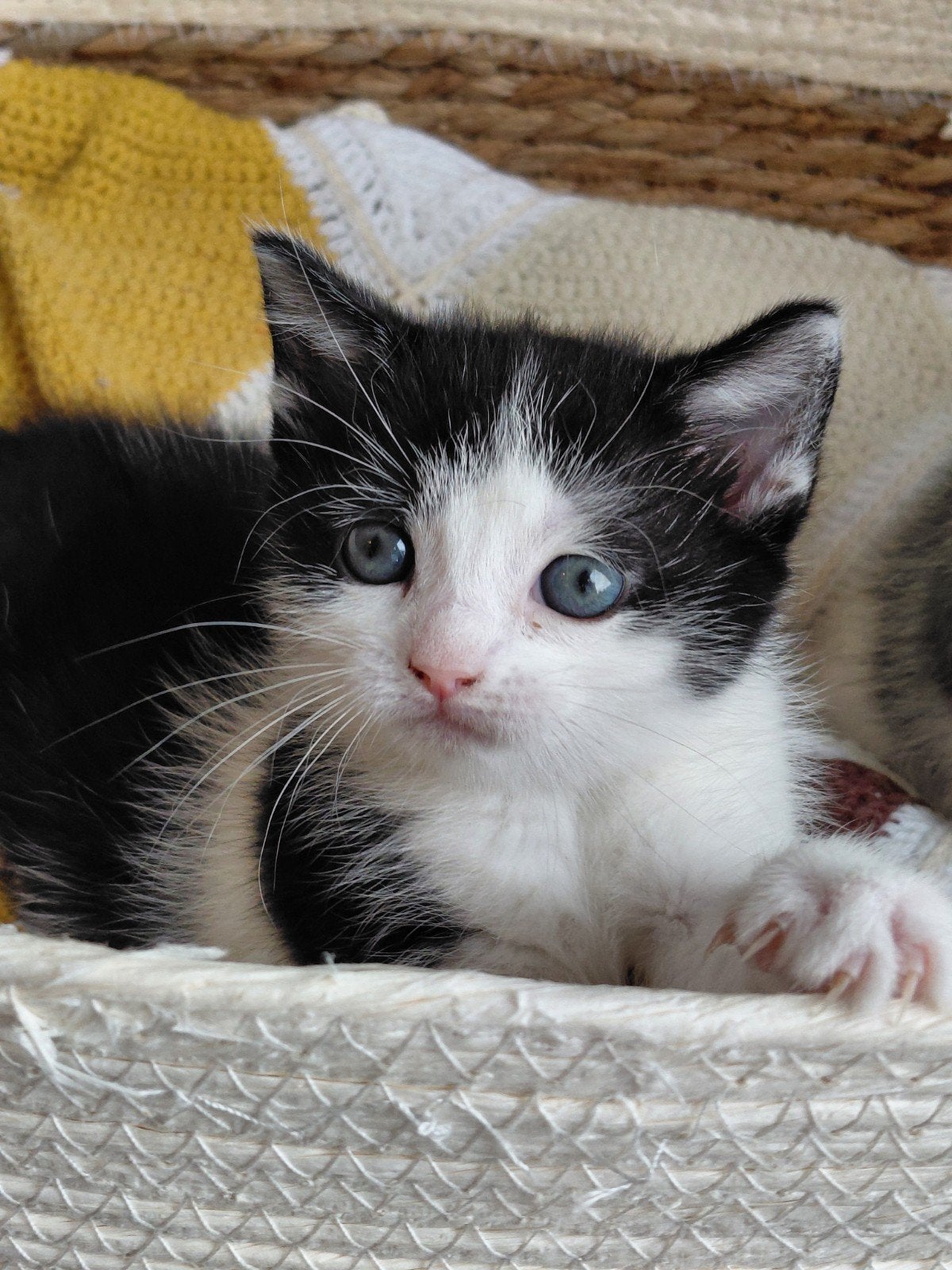 lieve gesocialiseerde kittens, Meerdere dieren, Kortharig, 0 tot 2 jaar