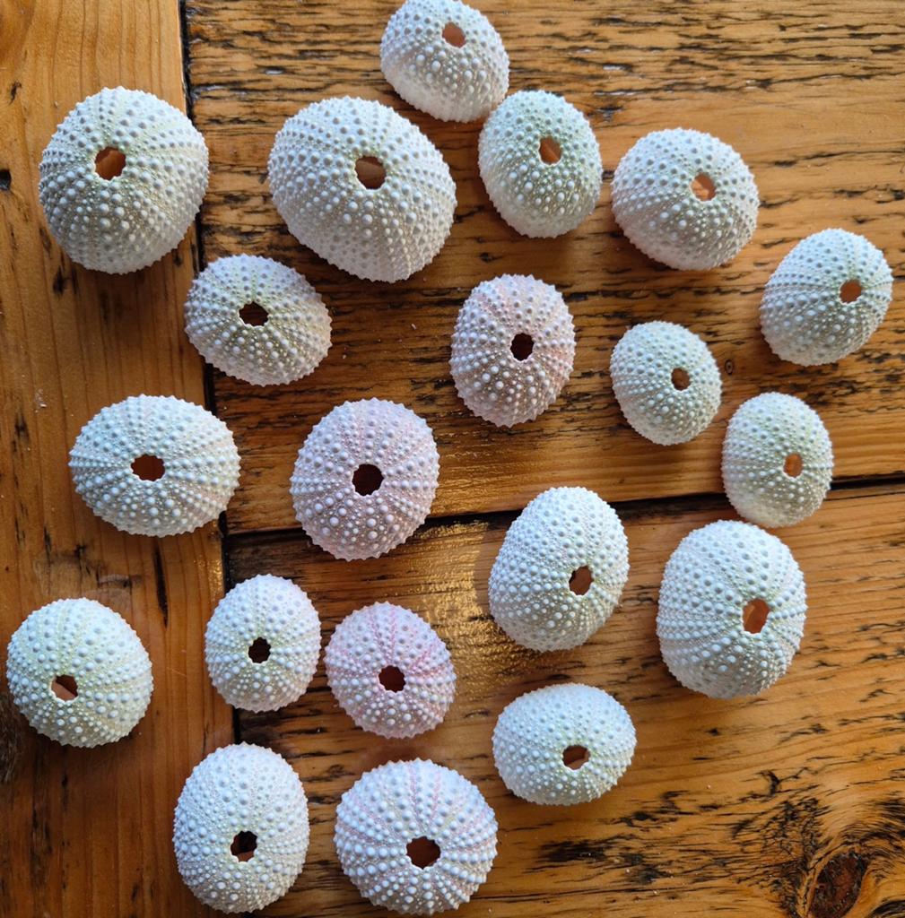 Kleine zee-egels / sea urchins pasteltinten 3–5 cm – coastal, Ophalen of Verzenden, Nieuw