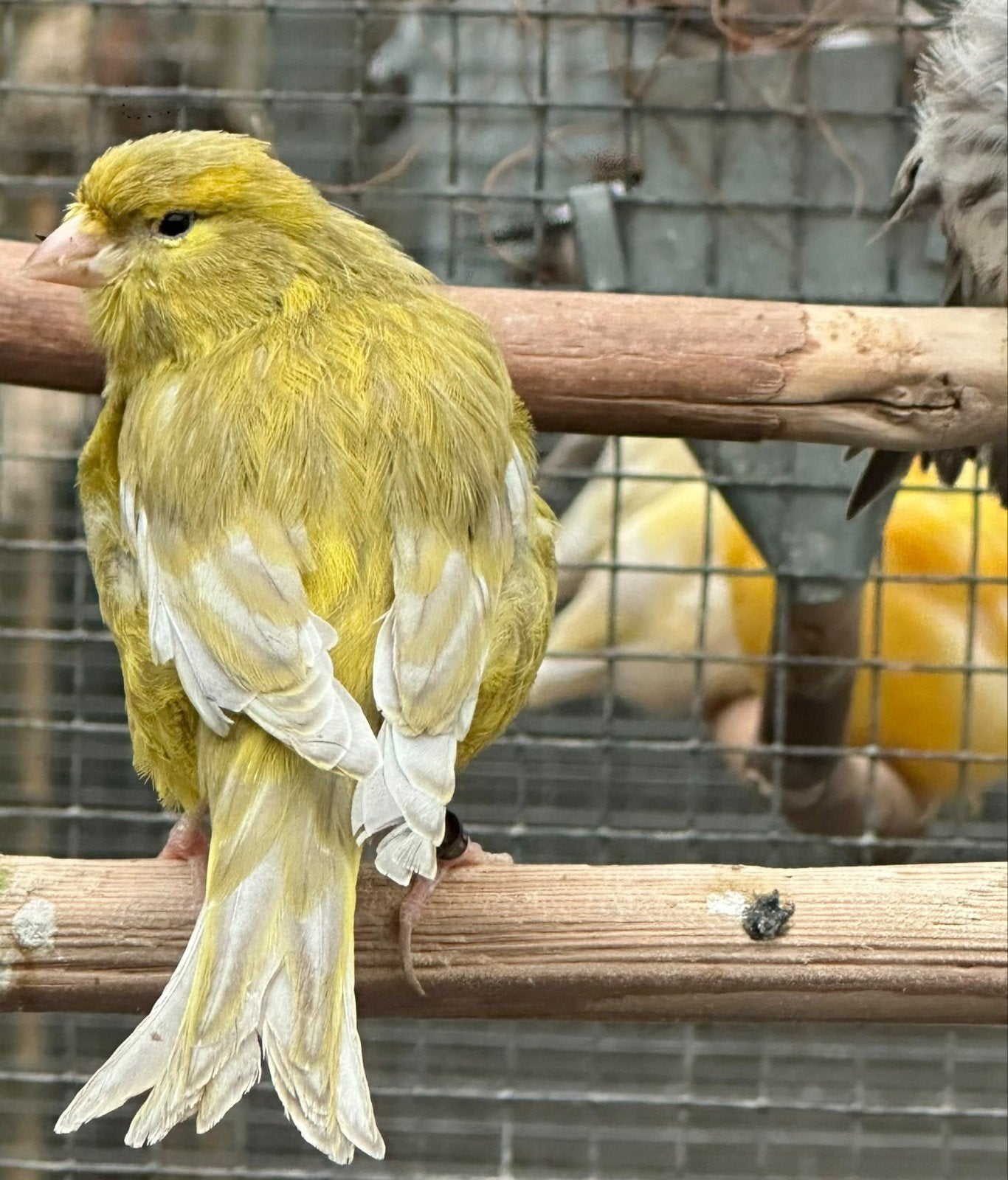 kanarie man, Dieren en Toebehoren, Mannelijk, Kleurkanarie
